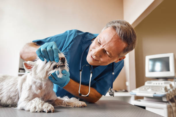 Best After-Hours Dental Trauma Care in Burney, CA
